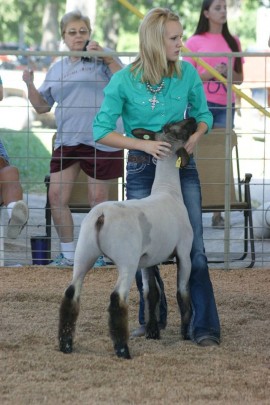 Cristin Shepard showing sheep