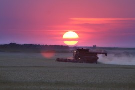 Wheat as we grow it