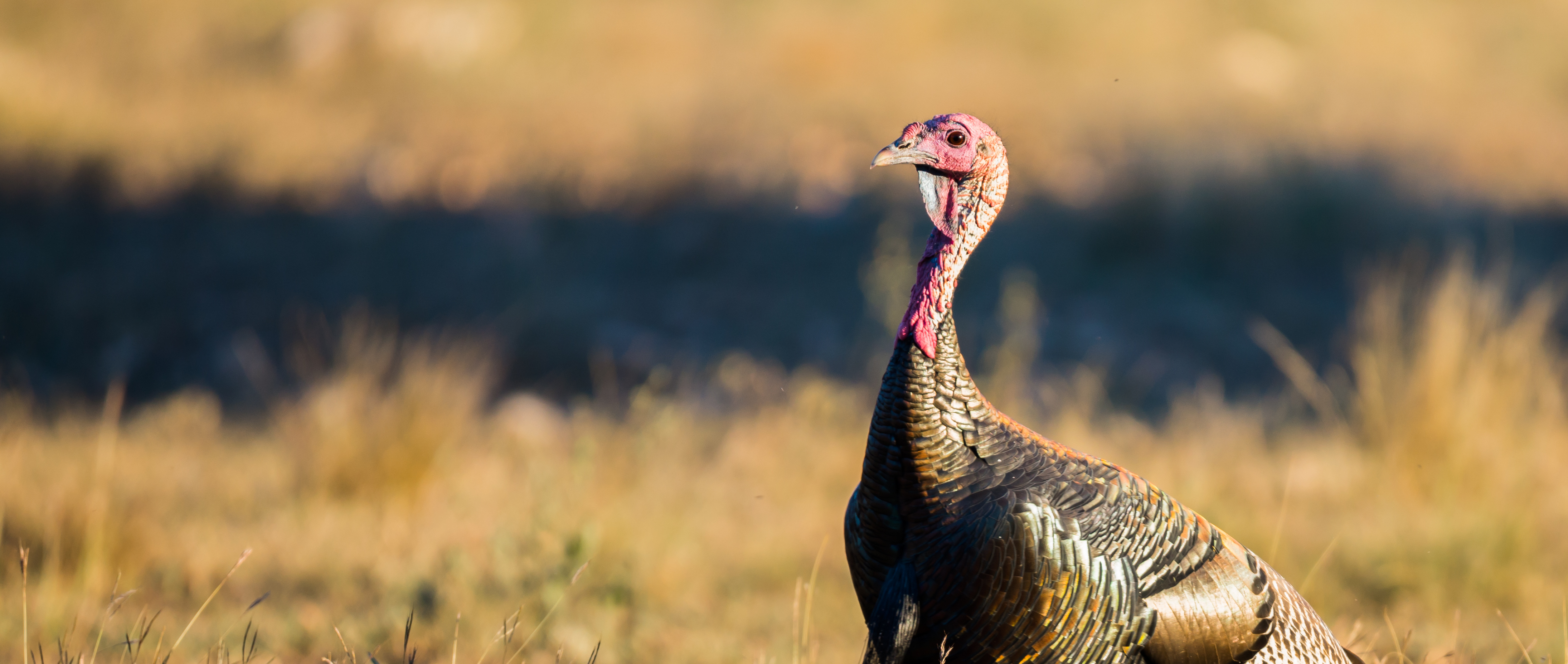Fun Facts About Turkey | Kansas Farm Food
