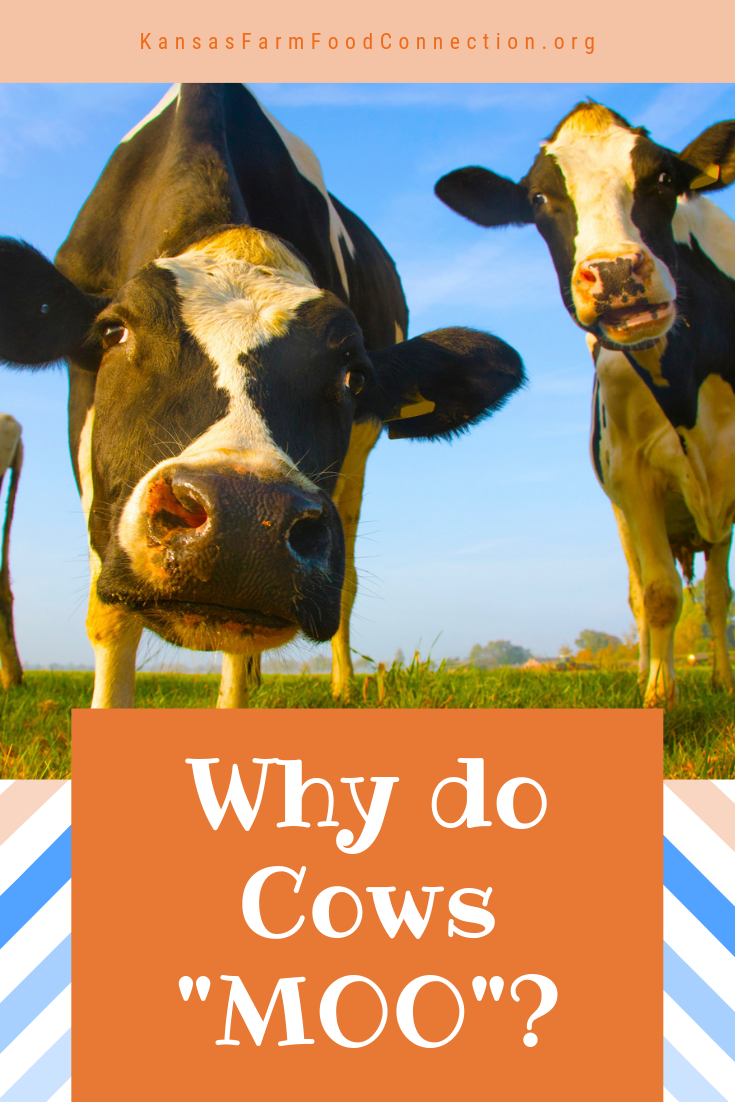 Why Do Cows Moo? | Kansas Farm Food Connection | Eating Healthy From